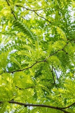 Guldgleditsia Gleditsia triacanthos 'Sunburst' busk Gleditsia triacanthos 'Sunburst' busk