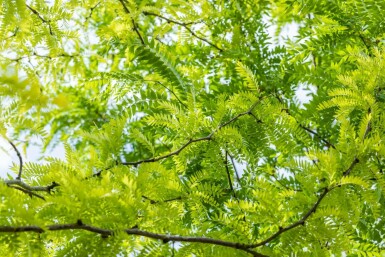 Guldgleditsia Gleditsia triacanthos 'Sunburst' busk Gleditsia triacanthos 'Sunburst' busk