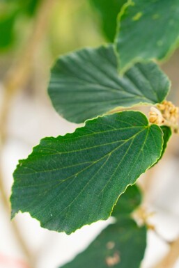 Troldnød Hamamelis x intermedia 'Pallida' busk Hamamelis x intermedia 'Pallida' busk
