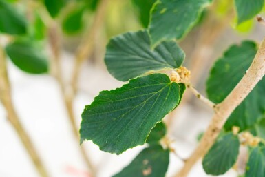 Troldnød Hamamelis x intermedia 'Pallida' busk Hamamelis x intermedia 'Pallida' busk