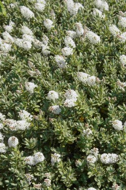 Hebe Hebe albicans busk Hebe albicans busk