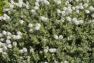 Hebe Hebe albicans busk Hebe albicans busk