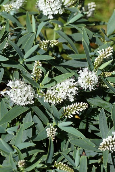 Hebe 'Blue Star'