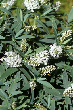 Veronika Hebe 'Blue Star' busk Hebe 'Blue Star'