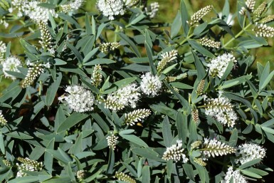 Veronika Hebe 'Blue Star' busk Hebe 'Blue Star'