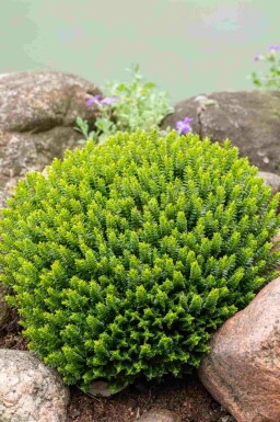 Hebe Hebe buxifolia busk Hebe buxifolia busk