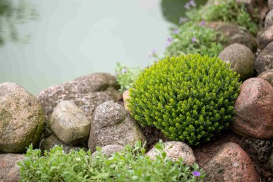 Hebe Hebe buxifolia busk Hebe buxifolia busk