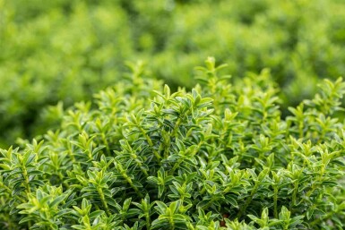 Hebe buxifolia