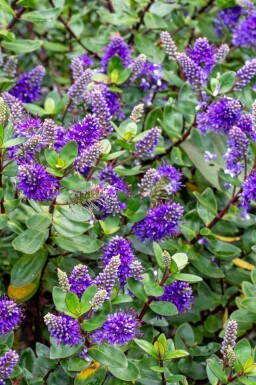 Hebe Hebe franciscana busk Hebe franciscana busk