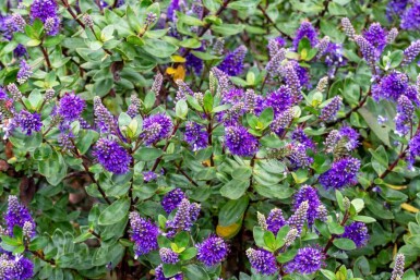 Hebe Hebe franciscana busk Hebe franciscana busk