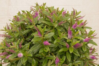 Buskveronika Hebe 'Great Orme' busk Hebe 'Great Orme' busk