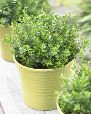 Margrets hebe Hebe 'Margret' busk Hebe 'Margret' busk