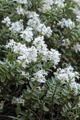 Fedtbladet hebe Hebe pinguifolia busk Hebe pinguifolia busk