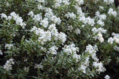 Fedtbladet hebe Hebe pinguifolia busk Hebe pinguifolia busk