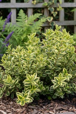 Veronika Hebe 'Pinocchio' busk Hebe 'Pinocchio' busk