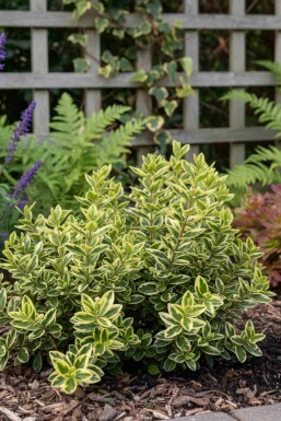 Veronika Hebe 'Pinocchio' busk Hebe 'Pinocchio' busk