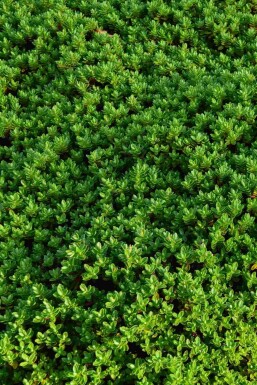 Rakaiensisk hebe Hebe rakaiensis busk Hebe rakaiensis busk