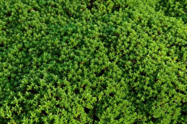 Rakaiensisk hebe Hebe rakaiensis busk Hebe rakaiensis busk