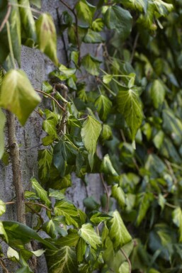 Kaukasisk efeu Hedera colchica 'Fall Favourite' busk Hedera colchica 'Fall Favourite' busk