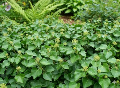 Hedera helix 'Arbori Compact' busk