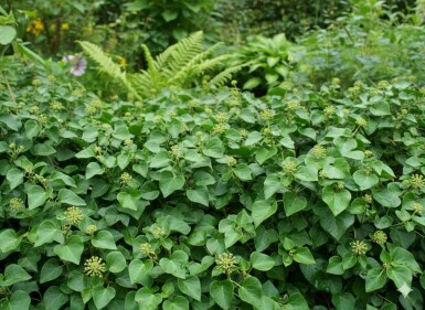 Hedera helix 'Arbori Compact' busk