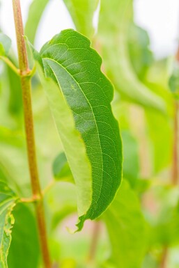 Syvstjernebusk Heptacodium miconioides busk Heptacodium miconioides