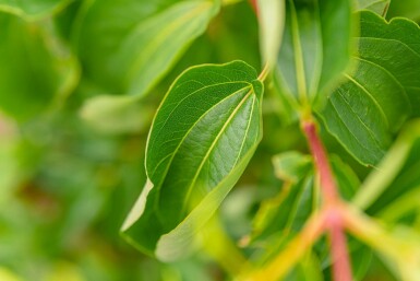 Syvstjernebusk Heptacodium miconioides busk Heptacodium miconioides