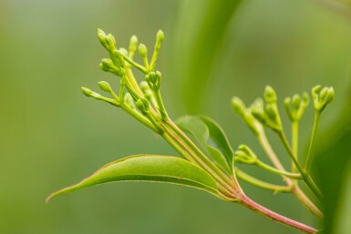 Heptacodium miconioides busk 100-125 cm