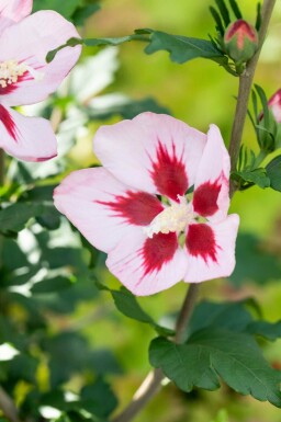 Hibiscus Hibiscus syriacus 'Hamabo' busk Hibiscus syriacus 'Hamabo' busk