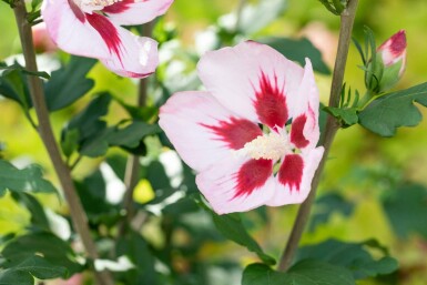 Hibiscus Hibiscus syriacus 'Hamabo' busk Hibiscus syriacus 'Hamabo' busk