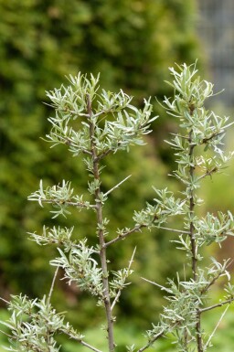 Havtorn Hippophae rhamnoides busk Hippophae rhamnoides