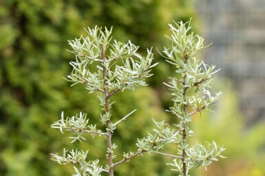 Havtorn Hippophae rhamnoides busk Hippophae rhamnoides
