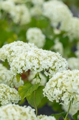 Hortensia Hydrangea ‘Strong Annabelle’ busk Hydrangea ‘Strong Annabelle’ busk