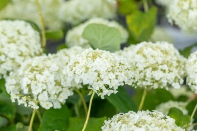 Hortensia Hydrangea ‘Strong Annabelle’ busk Hydrangea ‘Strong Annabelle’ busk