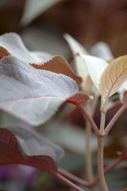 Fløjlsblomstrende hortensia Hydrangea aspera 'Hot Chocolate' busk Hydrangea aspera 'Hot Chocolate' busk