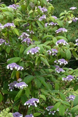 Storbladet hortensia Hydrangea aspera 'Sargentiana' busk Hydrangea aspera 'Sargentiana' busk