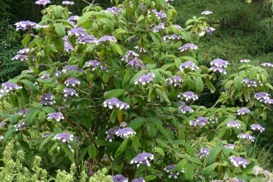 Storbladet hortensia Hydrangea aspera 'Sargentiana' busk Hydrangea aspera 'Sargentiana' busk