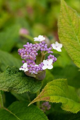 Hortensia Hydrangea involucrata busk Hydrangea involucrata busk