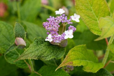 Hortensia Hydrangea involucrata busk Hydrangea involucrata busk