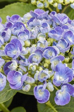 Syrenhortensia Hydrangea macrophylla 'Ayesha' busk Hydrangea macrophylla 'Ayesha' busk