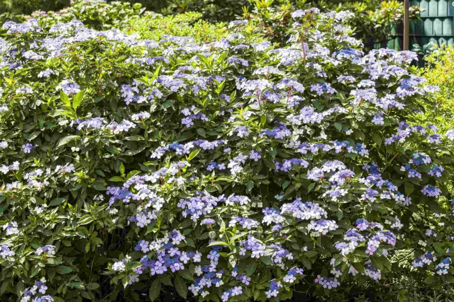 Hortensia Hydrangea macrophylla 'Bodensee' busk Hydrangea macrophylla 'Bodensee' busk