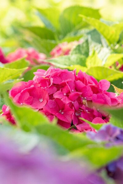 Hydrangea macrophylla 'Bouquet Rose' busk 40-60 cm