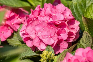 Hortensia Hydrangea macrophylla 'Bouquet Rose' busk Hydrangea macrophylla 'Bouquet Rose' busk