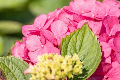 Hydrangea macrophylla 'Bouquet Rose' busk 40-60 cm