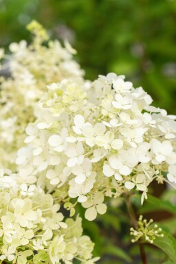 Syrenhortensia Hydrangea paniculata 'Bobo' busk Hydrangea paniculata 'Bobo' busk