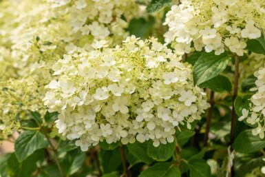 Syrenhortensia Hydrangea paniculata 'Bobo' busk Hydrangea paniculata 'Bobo' busk