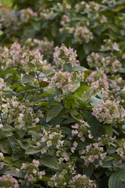 Syrenhortensia Hydrangea paniculata 'Dart's Little Dot' busk Hydrangea paniculata 'Dart's Little Dot' busk