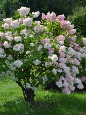 Hortensia Hydrangea paniculata 'Grandiflora' busk Hydrangea paniculata 'Grandiflora' busk