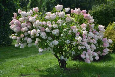 Hydrangea paniculata 'Grandiflora'