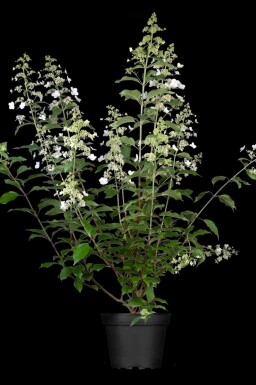Hydrangea paniculata 'Kyushu'